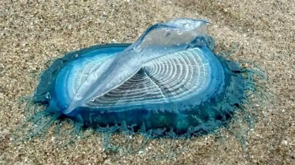 Centenas de criaturas azuis de 5 centímetros aparecem em praia