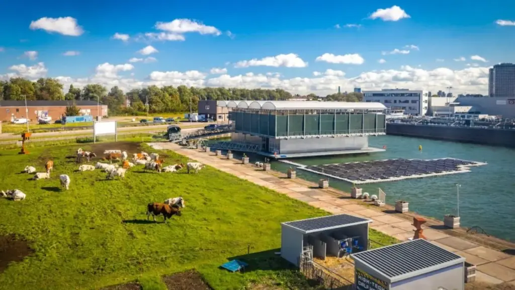 Fazenda flutuante mantém 40 vacas sobre o rio, produz 600 litros de leite por dia, usa robôs na ordenha e reaproveita restos de cervejarias, batatas e água da chuva