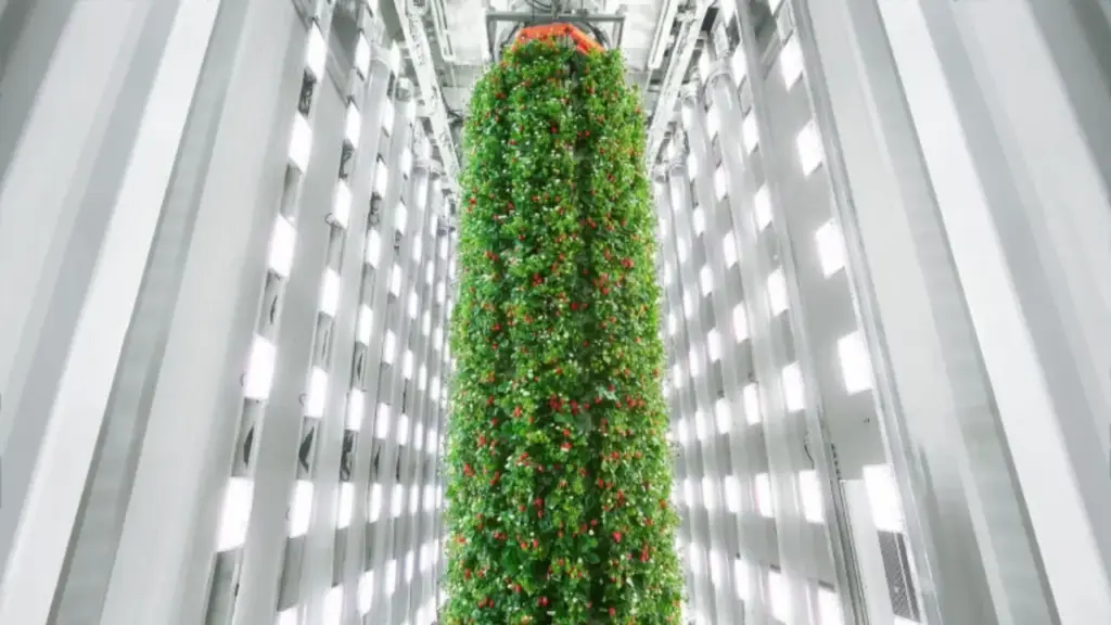 Fazenda vertical nos EUA cultiva morangos em torres de 9 metros, dispensa abelhas, usa IA e produz 1,8 milhão de quilos por ano Fazenda vertical nos EUA cultiva morangos em torres de 9 metros, dispensa abelhas, usa IA e produz 1,8 milhão de quilos por ano
