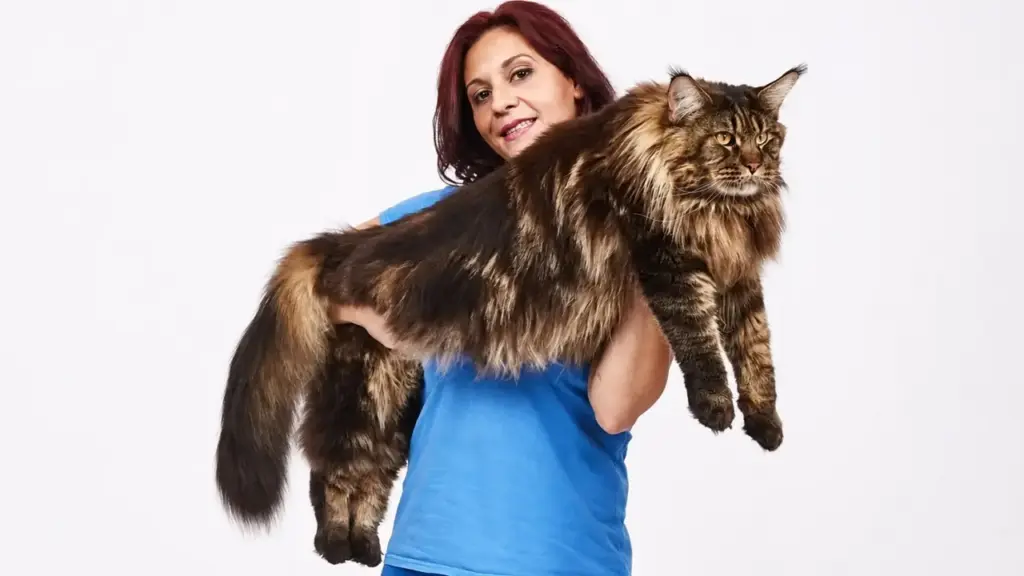 Com quase 1,20 metro de comprimento, esse gato tem um tamanho tão fora do comum que fez muita gente suspeitar de Photoshop; conheça Barivel, um dos maiores gatos já registrados no mundo e que entrou para o Guinness