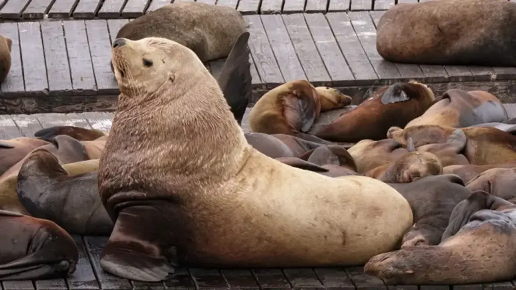 Com quase 1 tonelada e três vezes o tamanho dos vizinhos, leão-marinho gigante invade píer de São Francisco, faz animais fugirem e transforma o local em atração turística