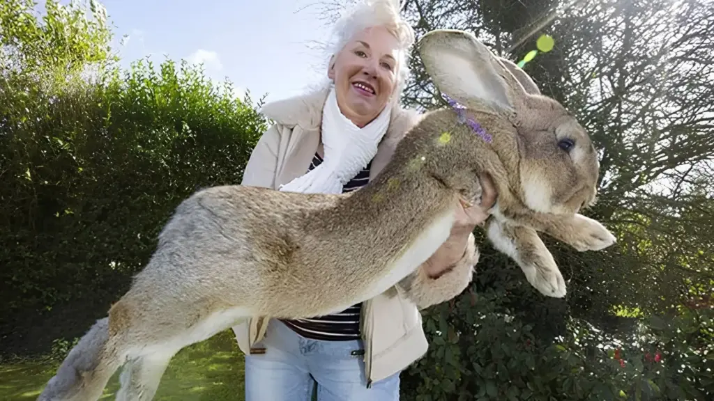 Com 1,29 metro de comprimento, corpo maior que o de muitos cães e proporções impressionantes para um coelho doméstico, Darius virou uma lenda entre os animais e entrou para a história ao ser reconhecido pelo Guinness como o coelho mais longo do mundo