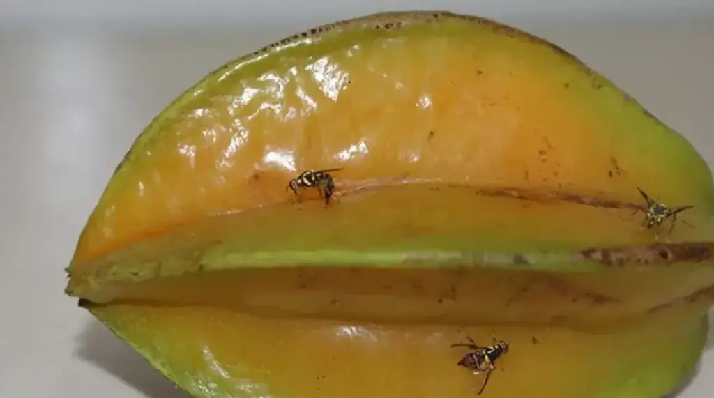 Mapa coloca Acre entre estados de alto risco para introdução da mosca-da-carambola