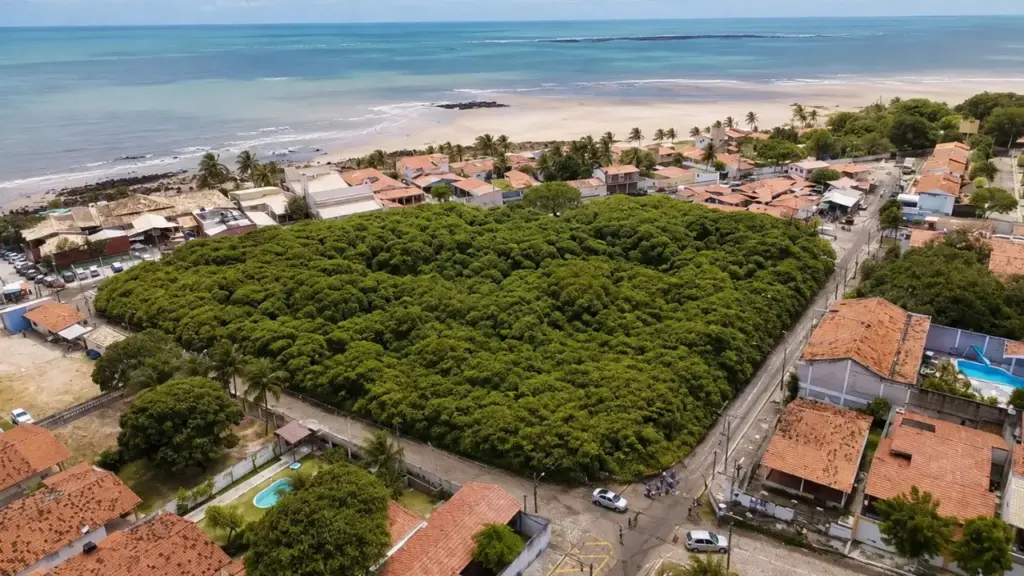 O Cajueiro de Pirangi ocupa 8,5 mil m², produz até 2,5 toneladas de frutos e foi reconhecido pelo Guinness como o maior cajueiro do mundo; trata-se de uma única árvore que cresce para os lados e pode produzir até 80 mil cajus por safra
