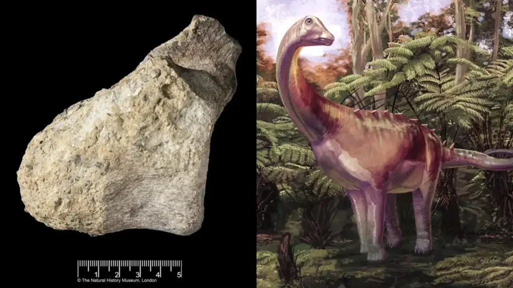 “Osso” esquecido em gaveta por 40 anos é identificado como fóssil do primeiro dinossauro já encontrado na Antártida