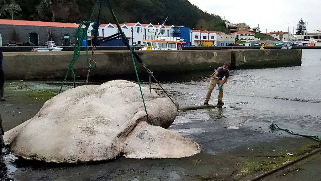 Peixe de formato estranho alcançou 2.744 quilos, ficou mais pesado que muitos automóveis e conquistou o recorde de maior peixe ósseo já registrado no planeta