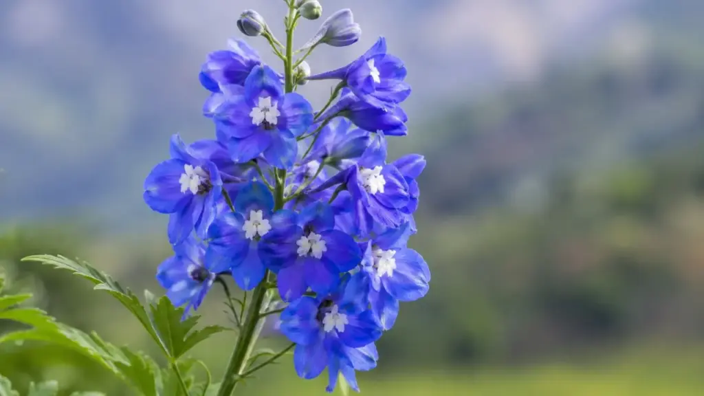 Plantas usadas há milhares de anos revelam mecanismo que poderá inspirar analgésicos e tratamentos anticâncer Plantas usadas há milhares de anos revelam mecanismo que poderá inspirar analgésicos e tratamentos anticâncer