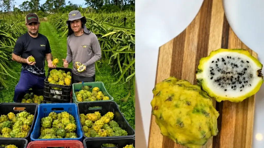 Produtor de Santa Catarina inicia colheita de palora (pitaya amarela), uma fruta rara de polpa branca e casca amarela produzida durante o inverno Produtor de Santa Catarina inicia colheita de palora (pitaya amarela), uma fruta rara de polpa branca e casca amarela produzida durante o inverno