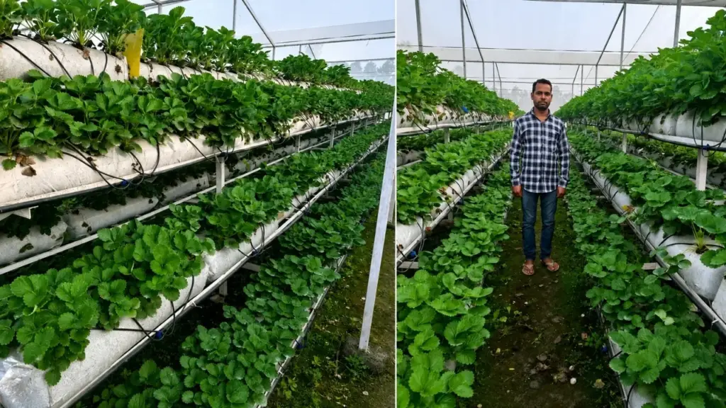 Produtor rural troca cultivo convencional por hidroponia, aprende técnica sozinho, buscou treinamento, plantou 9 mil mudas e colheu 5 toneladas de morangos em dois meses