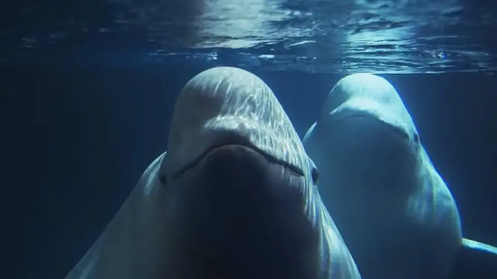Duas belugas deixam aquário após anos em cativeiro, percorrem quase 10 mil km em 30 horas dentro de um Boeing 747 e cruzam caminhões e balsa até chegar ao primeiro santuário marinho aberto do mundo