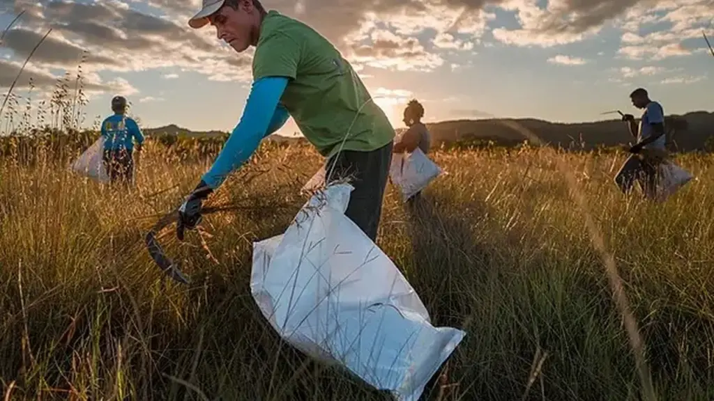 Coletora de sementes lidera rede de 180 organizações em 9 estados e faz a ONU eleger a restauração do Cerrado como referência mundial, com meta de 2 milhões de hectares até 2030