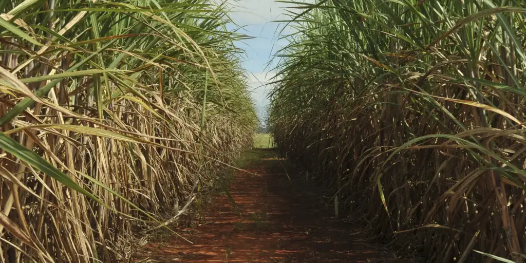 Safra de cana-de-açúcar deve crescer 4,7% em relação ao ano de 2025