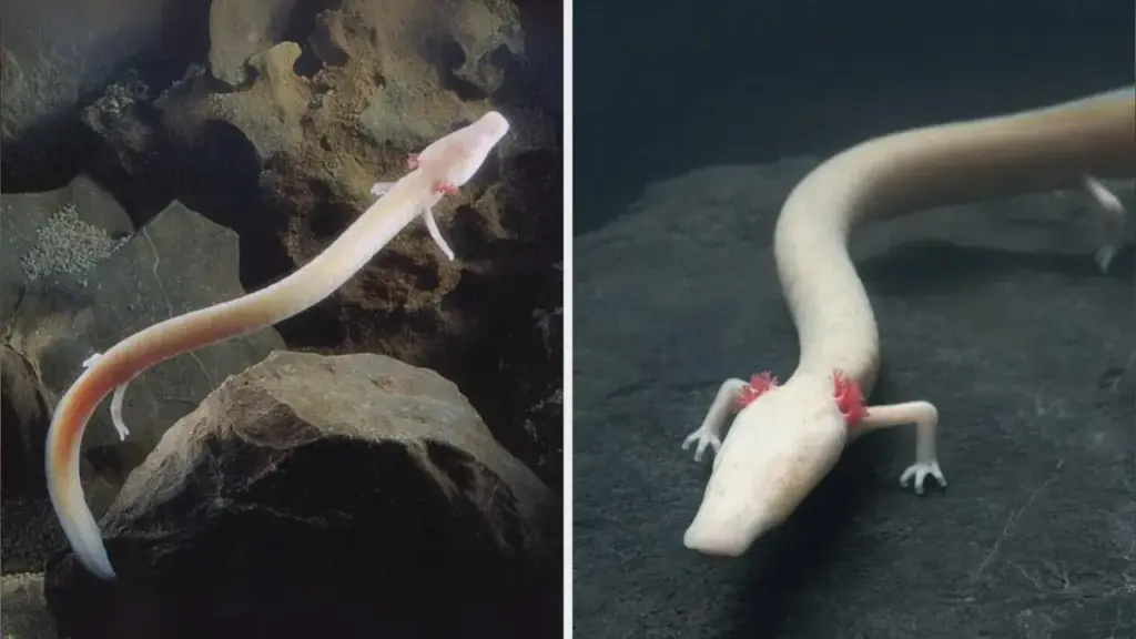 Salamandra cega vive na escuridão absoluta, pode superar 100 anos e passar até uma década sem comer: o misterioso olm mantém olhos atrofiados sob a pele e desenvolveu sentidos capazes de funcionar onde a luz nunca chega