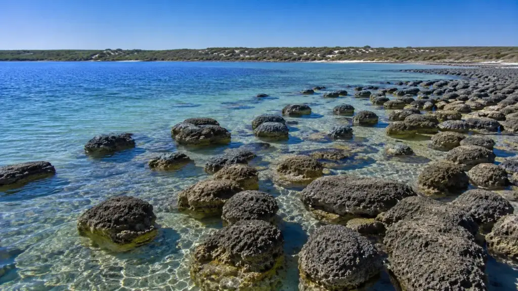 Parecem pedras comuns, mas estas formações vivas na Austrália guardam uma história de mais de 3 bilhões de anos