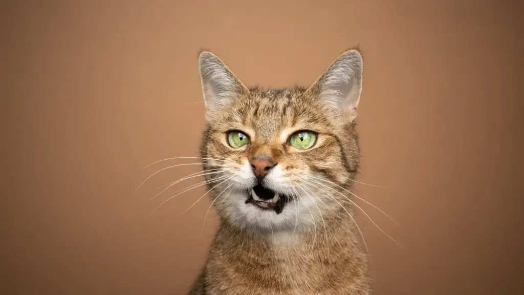 Seu gato fica com a boca aberta depois de cheirar alguma coisa? Comportamento tem função sensorial e não significa nojo