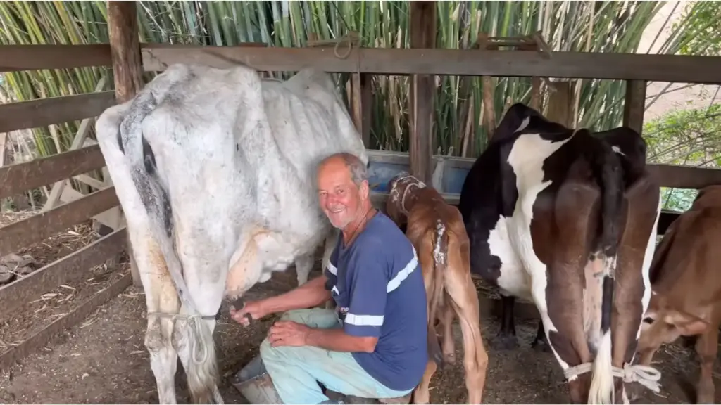Seu Roberto, de 66 anos, nasceu nas montanhas de Minas, acorda às 3 da manhã para tirar leite desde os 8 anos e diz que nunca teve vontade de trocar a roça pela cidade Seu Roberto, de 66 anos, nasceu nas montanhas de Minas, acorda às 3 da manhã para tirar leite desde os 8 anos e diz que nunca teve vontade de trocar a roça pela cidade
