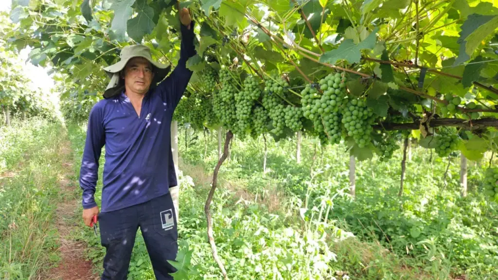 Metalúrgico deixa a fábrica após mais de uma década, volta ao Paraná, começa com 800 quilos de uva e agora espera colher 30 toneladas por ano com renda 50% maior