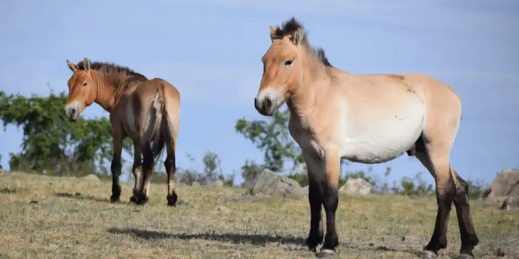Takhi, o cavalo selvagem que virou símbolo de restauração na Mongólia Takhi, o cavalo selvagem que virou símbolo de restauração na Mongólia