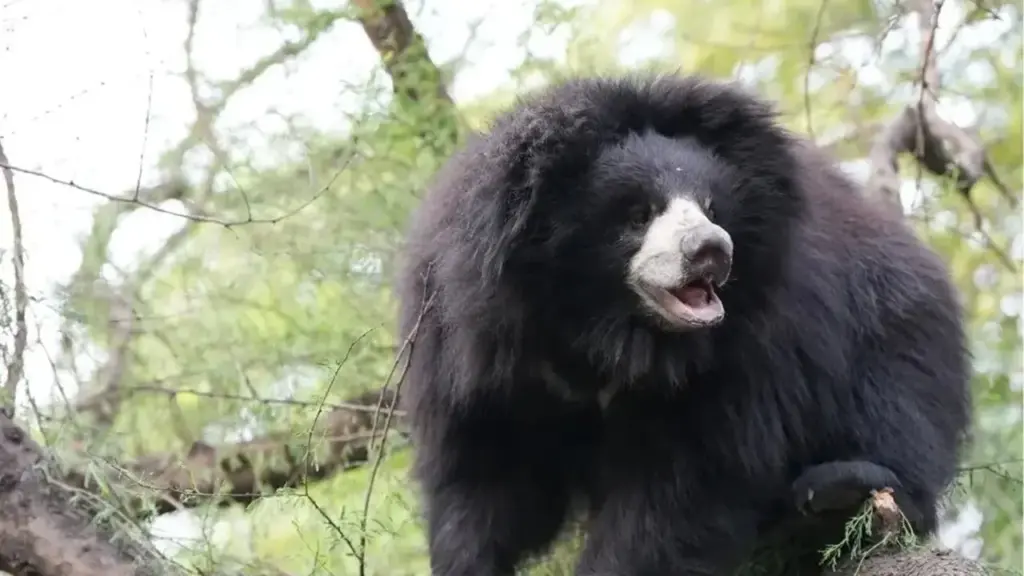 Ursa dançarina resgatada na Índia ainda ficava sobre as patas traseiras, saltava e andava em círculos quando alguém se aproximava mesmo após resgate
