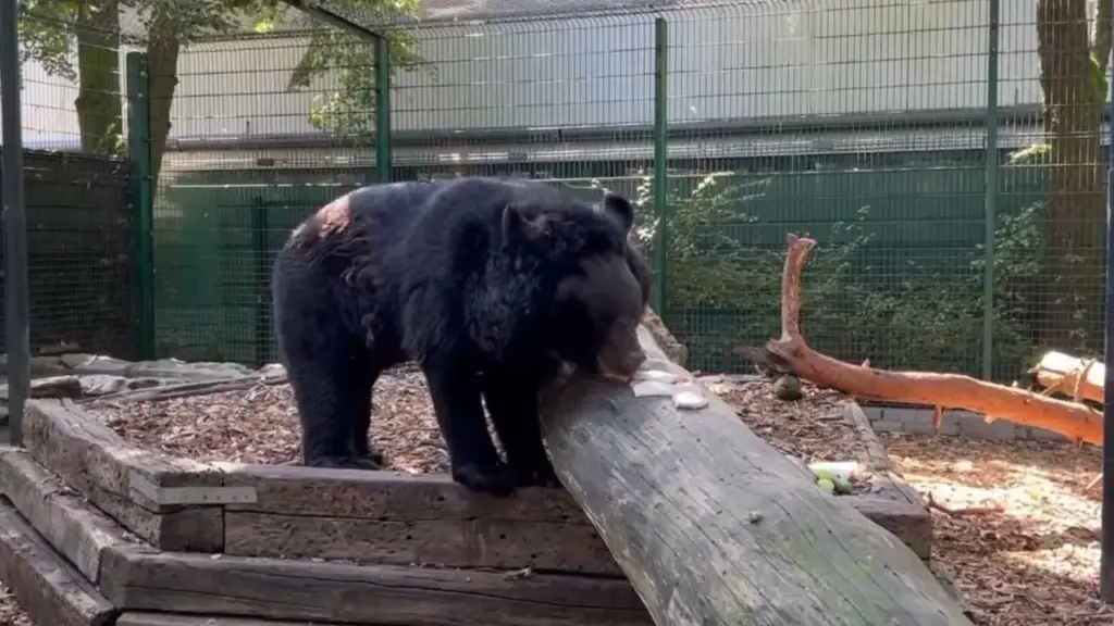 Depois de sobreviver à destruição quase total de um zoológico na guerra da Ucrânia, urso Yampil foi encontrado entre os poucos sobreviventes de uma coleção com quase 200 animais, cruzou a Europa até a Escócia e ganhou um novo lar, mas morreu meses depois antes de entrar no recinto definitivo