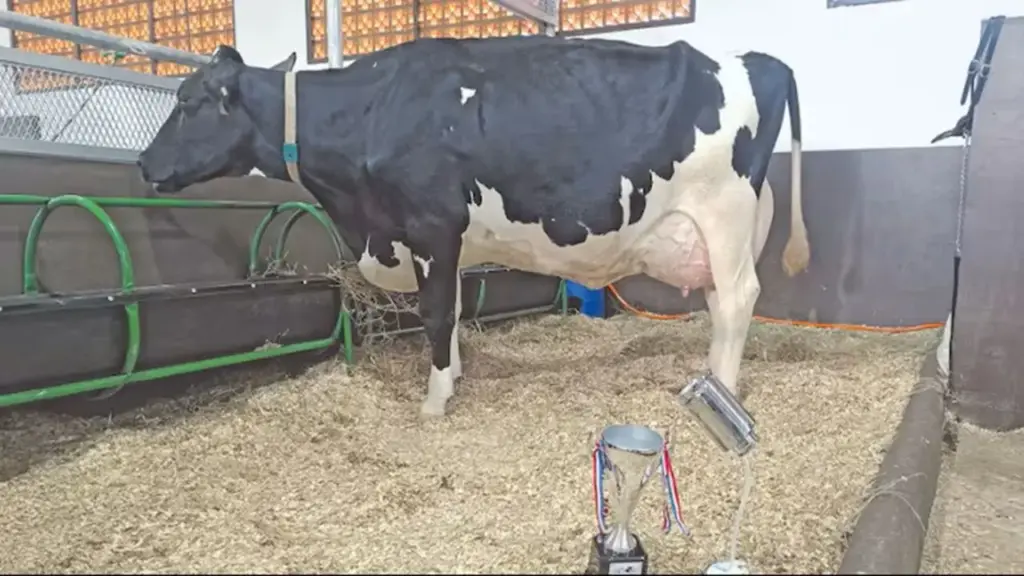 Vaca surpreende ao produzir 108,7 litros de leite em um dia