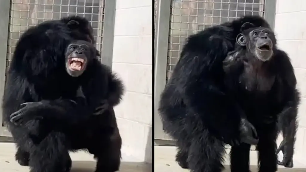 Depois de passar 28 anos em um laboratório biomédico, chimpanzé Vanilla chegou a um santuário e sua reação ao enxergar o céu aberto pela primeira vez surpreendeu o mundo