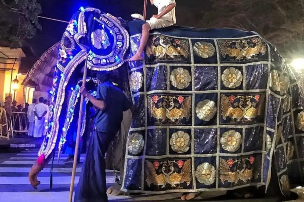 A elefanta Tikiri, de 70 anos, desfilou dez noites seguidas num festival do Sri Lanka coberta por vestes que escondiam o corpo esquelético, até uma foto sem a fantasia chocar o mundo e abrir investigação sobre os 200 elefantes cativos do país