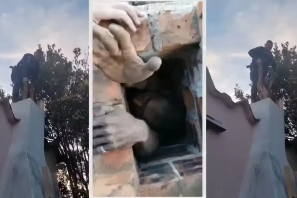 Ao tentar invadir uma casa pela chaminé da churrasqueira, ladrão fica entalado, grita por socorro durante duas horas e acaba resgatado pelos mesmos policiais que o prenderam em seguida Ao tentar invadir uma casa pela chaminé da churrasqueira, ladrão fica entalado, grita por socorro durante duas horas e acaba resgatado pelos mesmos policiais que o prenderam em seguida
