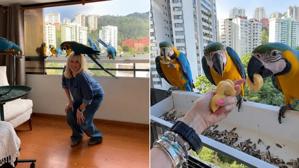Araras completamente selvagens criam laço com moradora de Caracas, passam a visitar sua janela todos os dias, e algumas já entram livremente no quarto e são chamadas pelo nome