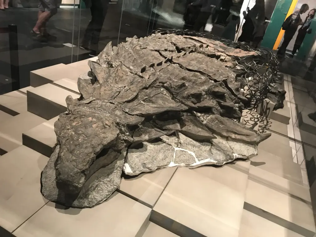 Minerador atinge algo estranho com uma escavadeira e revela um dos dinossauros mais bem preservados já encontrados: fóssil blindado de 110 milhões de anos mantém pele, armadura e até a última refeição intacta no estômago