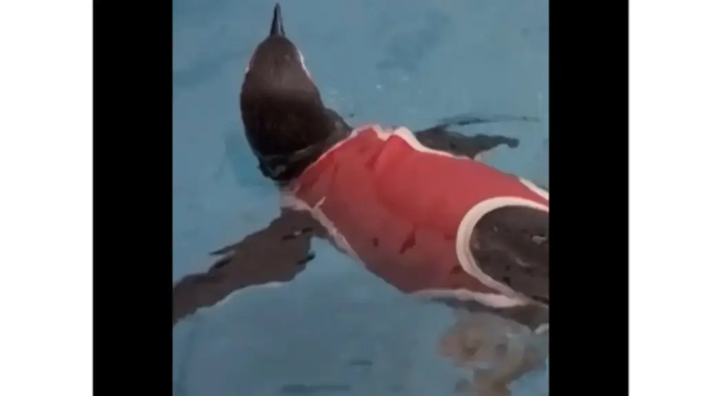Pinguins no Chile ganham coletes de cobre feitos sob medida para proteger feridas, acelerar a recuperação e permitir que voltem a nadar durante o tratamento