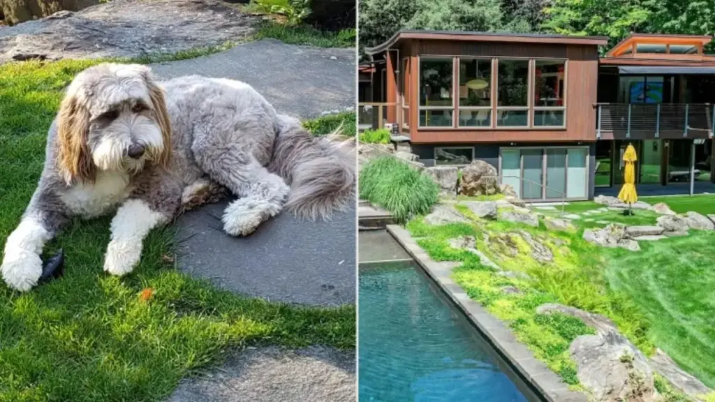 Casal de 77 anos deixa a Flórida por causa do calor e gasta cerca de US$ 2 milhões para transformar casa de 465 m² em refúgio para o cachorro, com piscina adaptada, grama sintética e deck que não queima as patas; agora decide vender tudo e voltar justamente para onde a história começou
