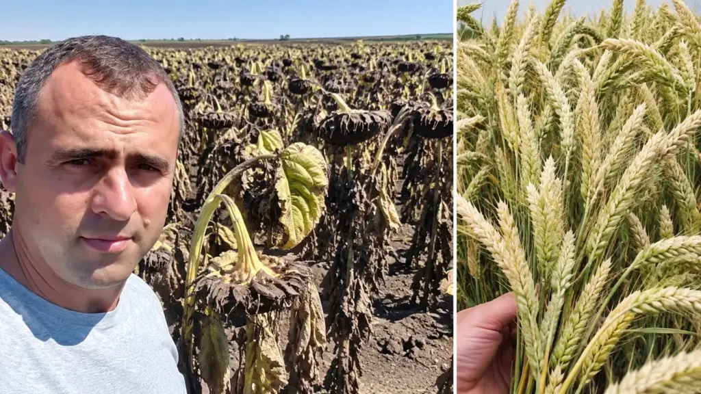 Após 3 anos de seca, agricultor usa água de riacho para tentar salvar lavoura, recebe multas de quase R$ 80 mil e fica sem dinheiro para fertilizantes