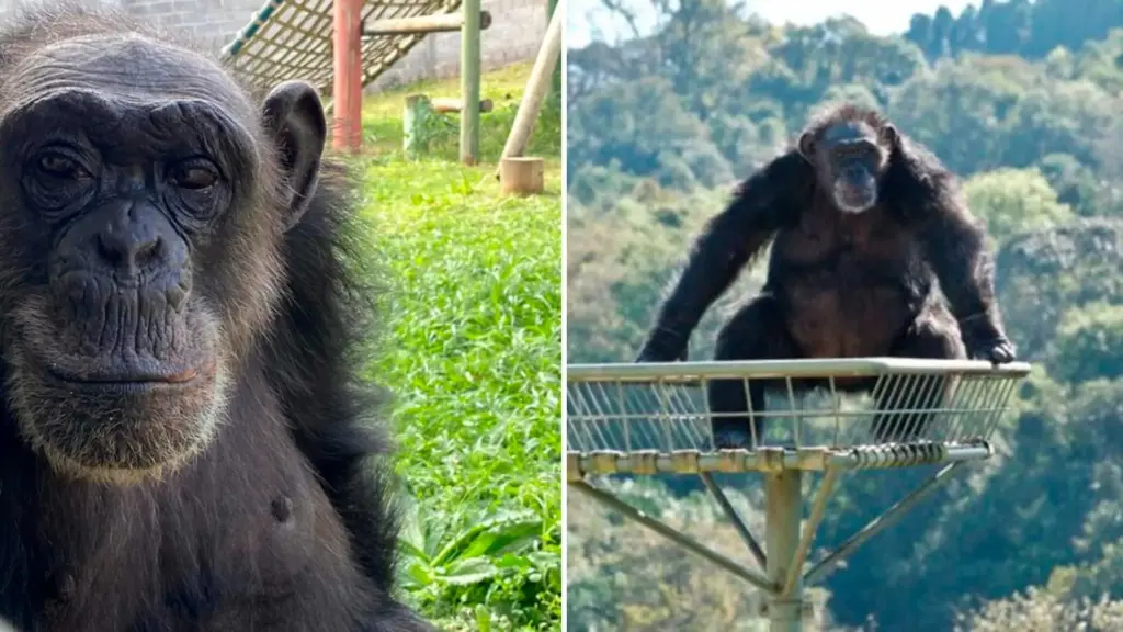 Chimpanzé é castrado, tem todos os dentes arrancados e vive em carreta minúscula entre fezes e restos de comida em circo, até ser apreendido pelo Ibama em Brasília e levado a santuário em Sorocaba, onde passa a abrir cocos com o pé porque não consegue morder