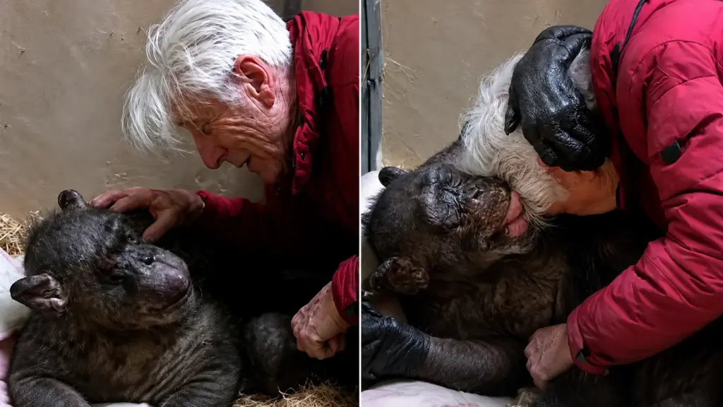 Uma chimpanzé de 59 anos em estado terminal se recusava a comer e beber, até que seu antigo cuidador apareceu. No instante em que o reconheceu, ela abriu um sorriso e o envolveu em um abraço… quase como uma despedida Uma chimpanzé de 59 anos em estado terminal se recusava a comer e beber, até que seu antigo cuidador apareceu. No instante em que o reconheceu, ela abriu um sorriso e o envolveu em um abraço… quase como uma despedida