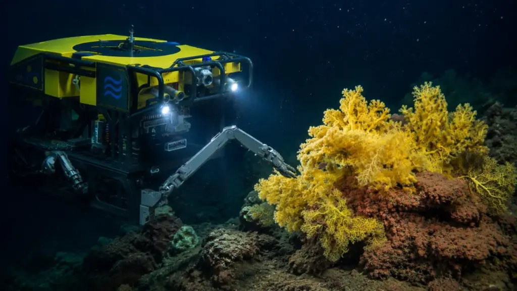 Cientistas enviam robô a 529 metros no Pacífico e encontram coral amarelo que pode passar de 1 metro tão diferente geneticamente que precisam criar uma nova família para classificá-lo Cientistas enviam robô a 529 metros no Pacífico e encontram coral amarelo que pode passar de 1 metro tão diferente geneticamente que precisam criar uma nova família para classificá-lo