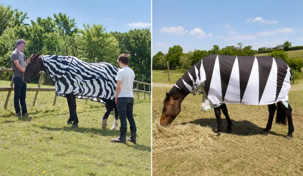 Cientistas “transformam” cavalos em zebras, vestem os animais com mantas listradas para desvendar o mistério das faixas que intriga há décadas e acabam vendo moscas passarem reto, errarem o pouso e até baterem no corpo
