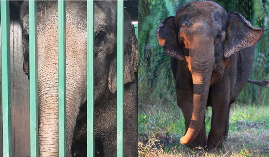 Após 30 anos em zoológico e um longo período sem companhia da própria espécie, elefanta de 34 anos enfrenta viagem de mais de 1,9 mil km pelo Brasil, chega a santuário em Mato Grosso e começa a redescobrir a vida em grupo, com liberdade para escolher quando se aproximar e criar laços com novas “amigas”