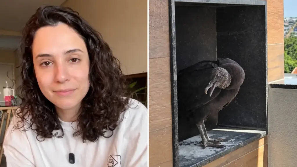Moradora do Paraná volta para casa depois de passar 10 dias viajando, entra na sacada do apartamento e descobre que um urubu escolheu justamente a churrasqueira para montar um ninho enquanto ela estava fora Moradora do Paraná volta para casa depois de passar 10 dias viajando, entra na sacada do apartamento e descobre que um urubu escolheu justamente a churrasqueira para montar um ninho enquanto ela estava fora