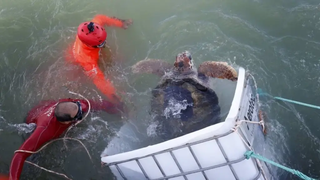 Tartaruga que passou 41 anos em cativeiro reaprende a caçar aos 60 anos, volta ao oceano e percorre quase 4 mil km seguindo sozinha pela costa do Brasil