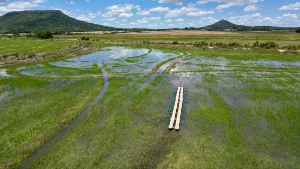 Poucos sabem, mas o Google está transformando lavouras de arroz no Brasil em um projeto climático gigante, com mais de 200 mil hectares, irrigação especial e rocha vulcânica para cortar metano e retirar CO₂ da atmosfera