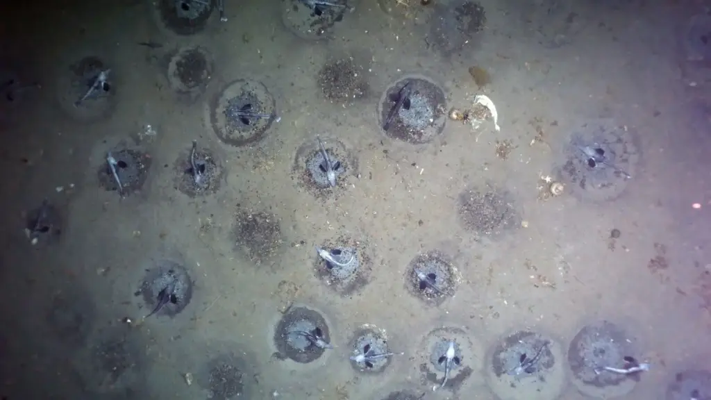 Expedição na Antártida encontra a cerca de 500 metros de profundidade uma colônia estimada em 60 milhões de ninhos de peixe-gelo, espalhada por pelo menos 240 km² no Mar de Weddell, com mais de 60 mil toneladas de biomassa e a maior área contínua de reprodução de peixes já documentada Expedição na Antártida encontra a cerca de 500 metros de profundidade uma colônia estimada em 60 milhões de ninhos de peixe-gelo, espalhada por pelo menos 240 km² no Mar de Weddell, com mais de 60 mil toneladas de biomassa e a maior área contínua de reprodução de peixes já documentada