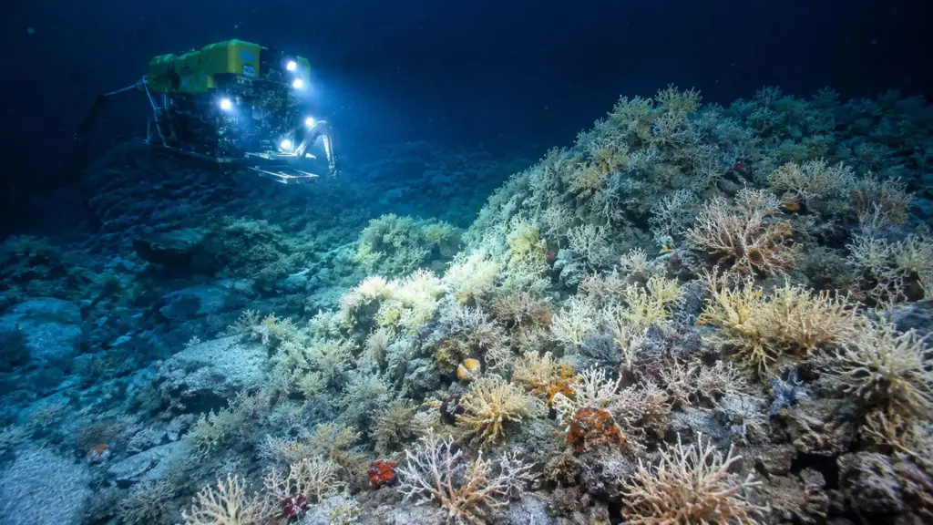 Expedições no Atlântico descobrem escondido entre 200 e 1.000 metros de profundidade um gigantesco “mundo” de corais com 83.908 montes, espalhado por 26 mil km² e considerado o maior habitat de recifes de águas profundas já mapeado no planeta