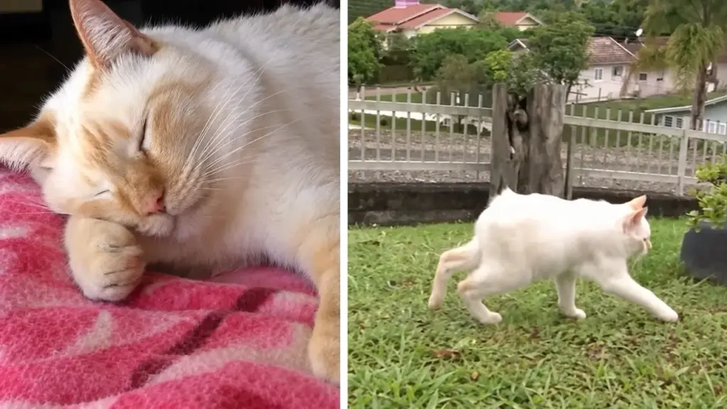 “Gatoelho” de Santa Catarina nasce de cruzamento entre dois gatos irmãos, desenvolve anomalia genética rara que dá ao corpo aparência semelhante à de um coelho, sobrevive enquanto os outros dois filhotes da ninhada morrem e chega aos 4 anos após enfrentar cirurgia, dois parafusos na coxa e uma grave pleuropneumonia “Gatoelho” de Santa Catarina nasce de cruzamento entre dois gatos irmãos, desenvolve anomalia genética rara que dá ao corpo aparência semelhante à de um coelho, sobrevive enquanto os outros dois filhotes da ninhada morrem e chega aos 4 anos após enfrentar cirurgia, dois parafusos na coxa e uma grave pleuropneumonia