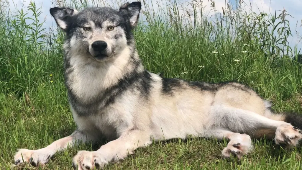 Guardas ambientais dos Estados Unidos colocam cervos, alces e lobos robôs nas margens de estradas, com movimentos, calor e até fezes falsas, para atrair caçadores ilegais, e um único chamariz de US$ 2 mil já conseguiu gerar cerca de US$ 30 mil em multas ao longo de dez anos