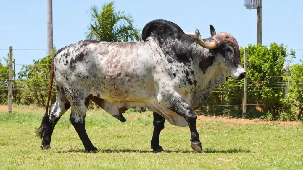 Projeto rural que teve Murilo Benício na Zona da Mata mineira sai de uma ideia para cobrir custos do campo, ganha força após sociedade com pecuaristas, adota seleção de Gir Leiteiro para produzir animais de alto valor genético e transforma a criação em negócio com leilão que faturou R$ 1,45 milhão no Rio Projeto rural que teve Murilo Benício na Zona da Mata mineira sai de uma ideia para cobrir custos do campo, ganha força após sociedade com pecuaristas, adota seleção de Gir Leiteiro para produzir animais de alto valor genético e transforma a criação em negócio com leilão que faturou R$ 1,45 milhão no Rio