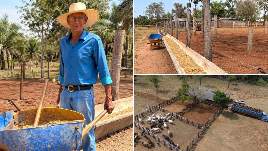 Aos 81 anos, pecuarista trata bois na carriola três vezes ao dia, confina 18 animais por 106 dias e alcança média de 18,55 arrobas por carcaça em Rondônia, sem grandes máquinas no Sítio JK Aos 81 anos, pecuarista trata bois na carriola três vezes ao dia, confina 18 animais por 106 dias e alcança média de 18,55 arrobas por carcaça em Rondônia, sem grandes máquinas no Sítio JK