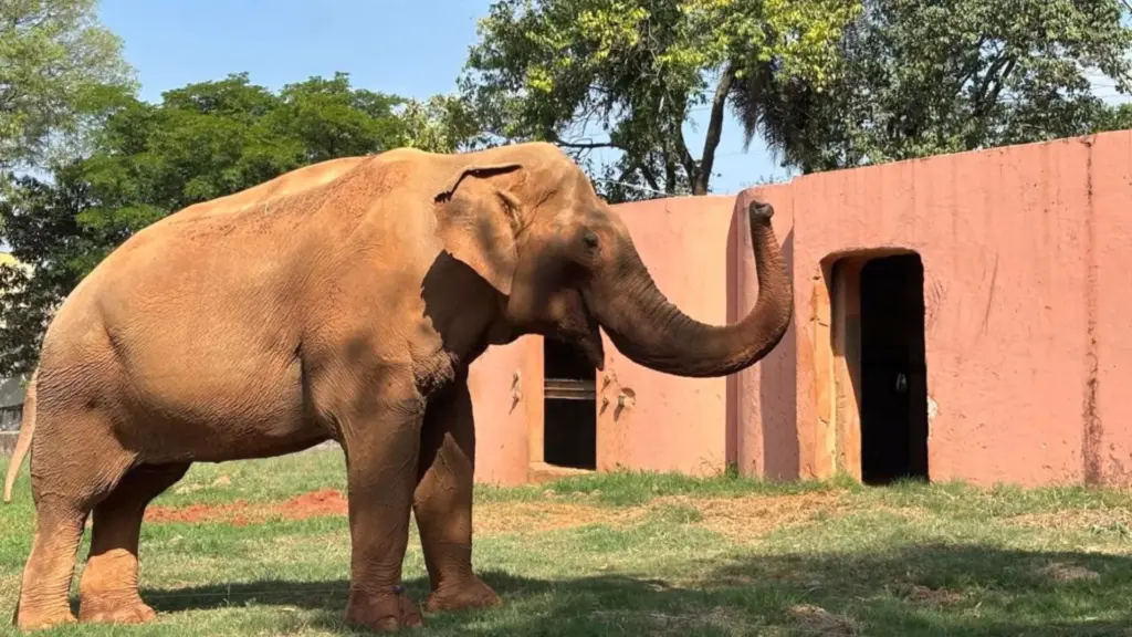 Aos 54 anos e depois de passar uma década em circo e mais de 40 deles num zoológico, elefante Sandro esperava em Sorocaba a caixa climatizada de 10 toneladas para a transferência que deve fazer dele o novo morador do santuário na Chapada dos Guimarães