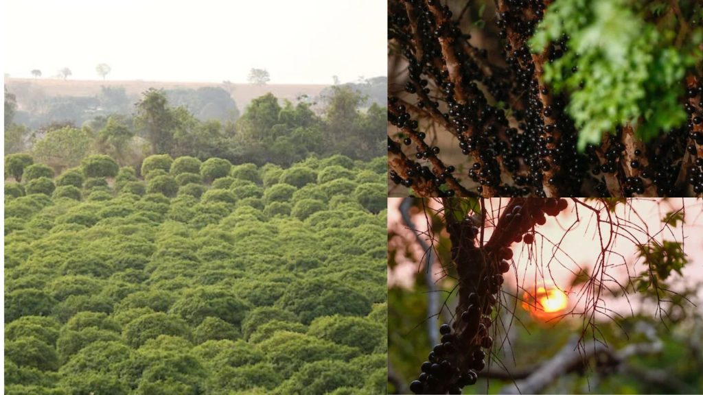 Maior fazenda de jabuticabas do mundo está no Brasil, reúne 42 mil pés a 30 minutos de Goiânia e virou atração turística com um desafio tão improvável que ninguém conseguiu completar