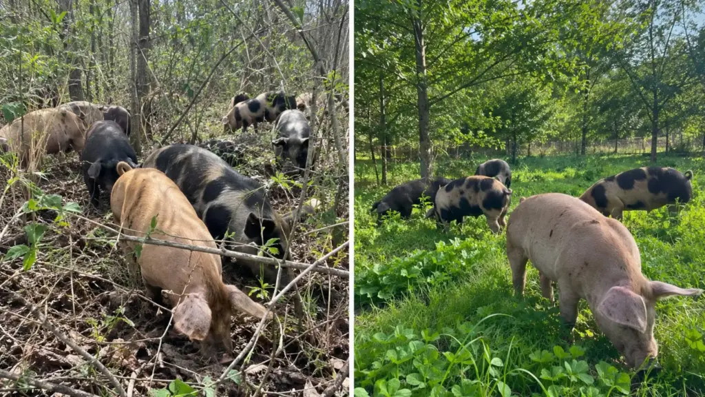 Produtor solta até 14 porcos em área de mata de sua fazenda nos Estados Unidos, eles passam dois anos fuçando e adubando o solo, ajudam a controlar plantas invasoras e fazem surgir pastagem verde onde antes havia um emaranhado de arbustos